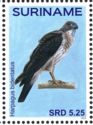 Double-toothed Kite (Harpagus bidentatus)
